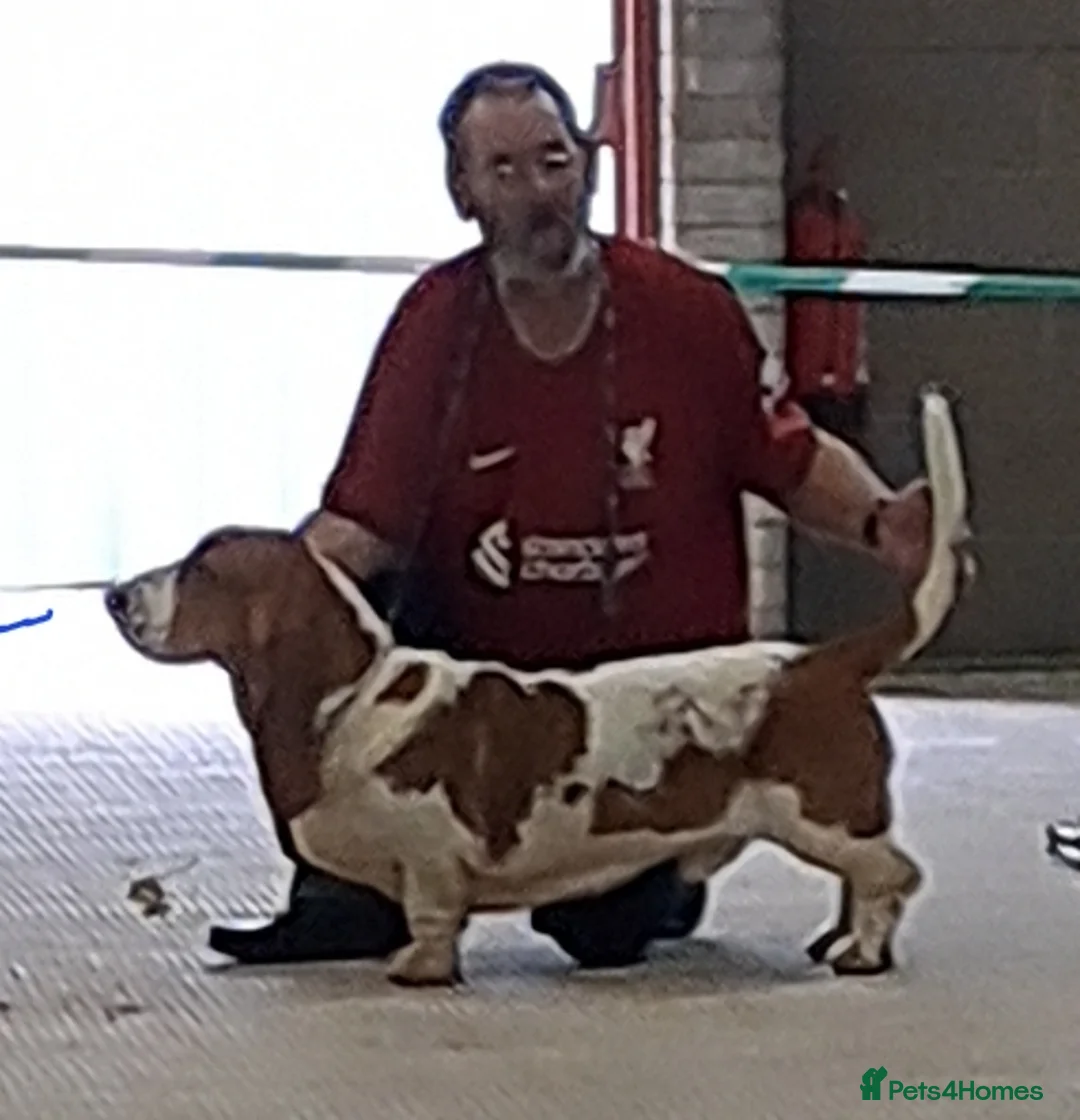 Basset Hound dogs for stud: AT STUD - BASSET HOUND in Abertillery - Advert 9