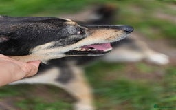 Mixed Breed dogs for adoption: 💖🐶 MARGOSHA 🐶💖 - Image 3