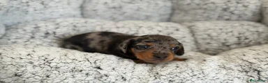Miniature Dachshund 1