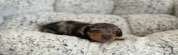 Miniature Dachshund dogs for sale: KC short haired and long haired puppies  - Advert 34