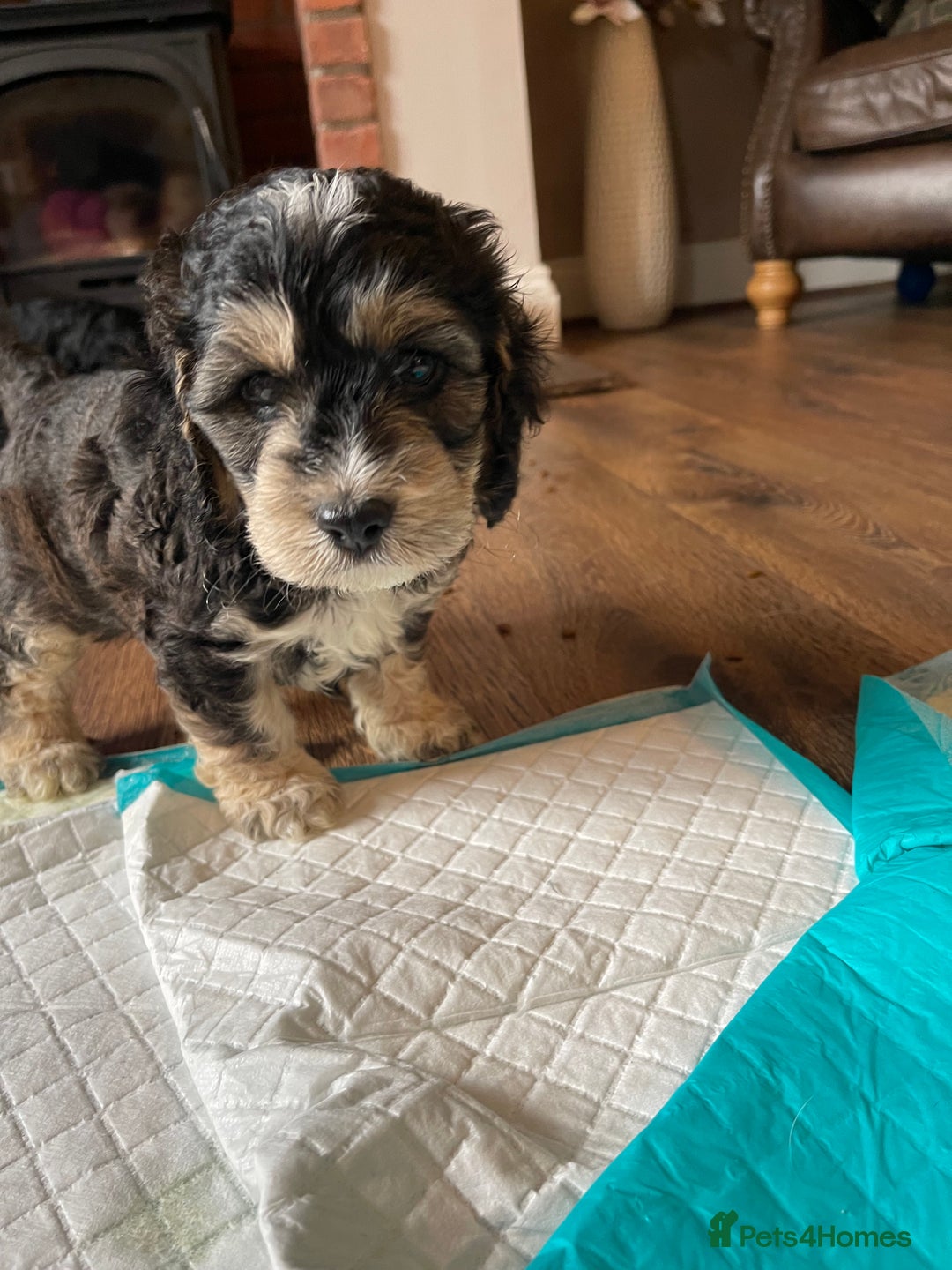 Cockapoo dogs for sale: Adorable F1 Cockerpoo puppies - Image 2