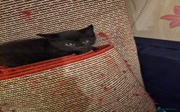 Mixed Breed cats for sale: 5 BEAUTIFUL KITTENS LOOKING NEW HOME  - Image 24