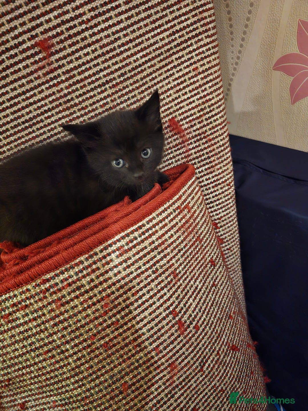 Mixed Breed cats for sale: 5 BEAUTIFUL KITTENS LOOKING NEW HOME  - Image 24