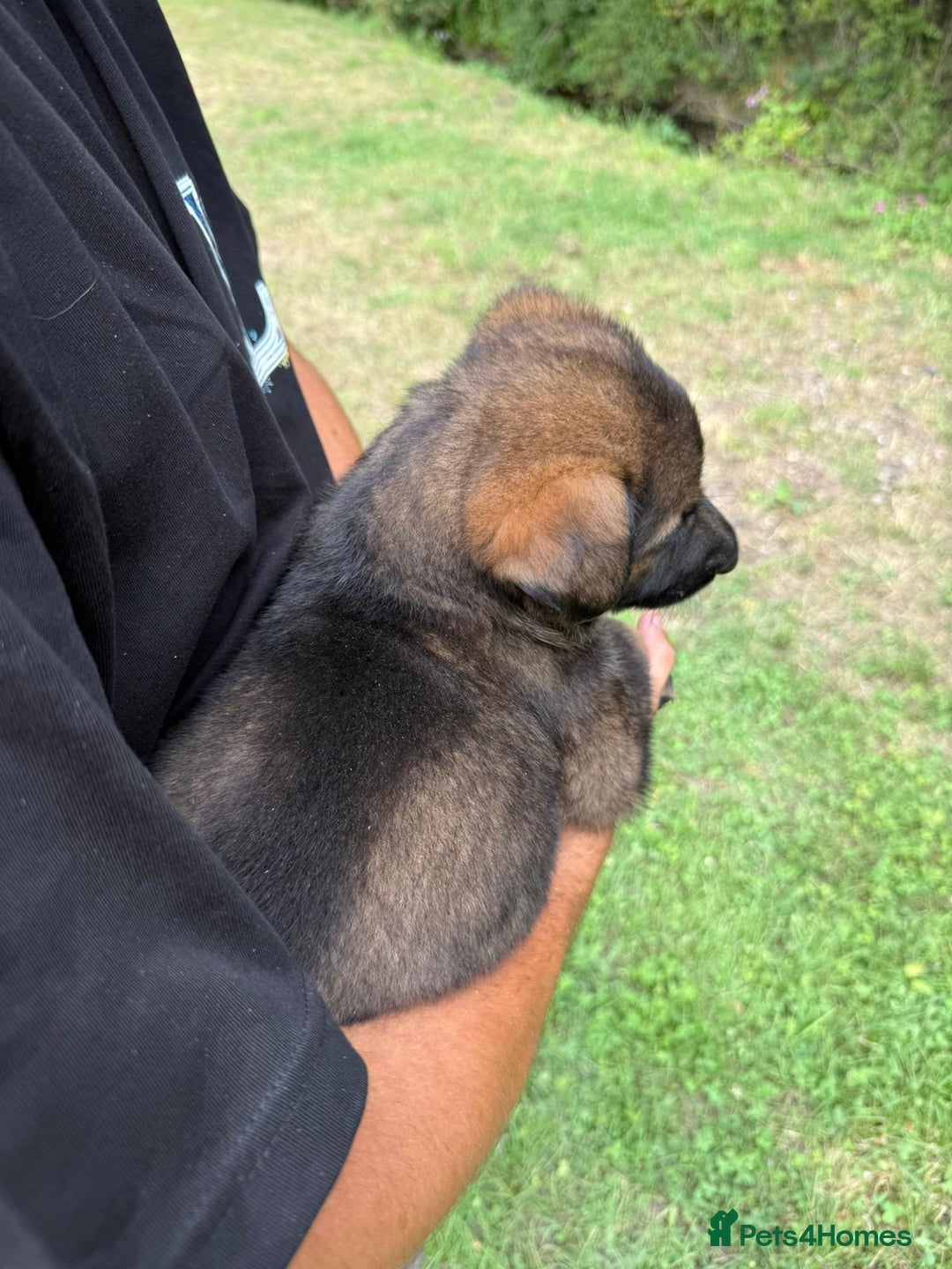 German Shepherd dogs for sale: Germany 🇩🇪 shepherd puppies dogs 🐕 big boned - Image 17