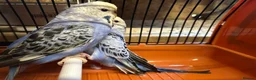Budgerigars birds for sale: Budgies for Sale  - Advert 4