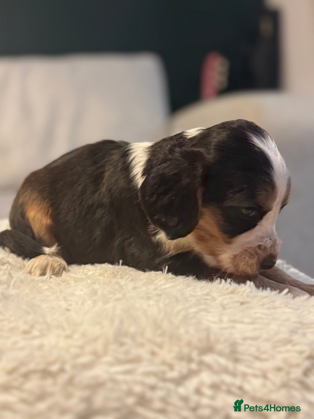 Cocker Spaniel dogs for sale: 6 Cocker Spaniel puppies for sale - Advert 35