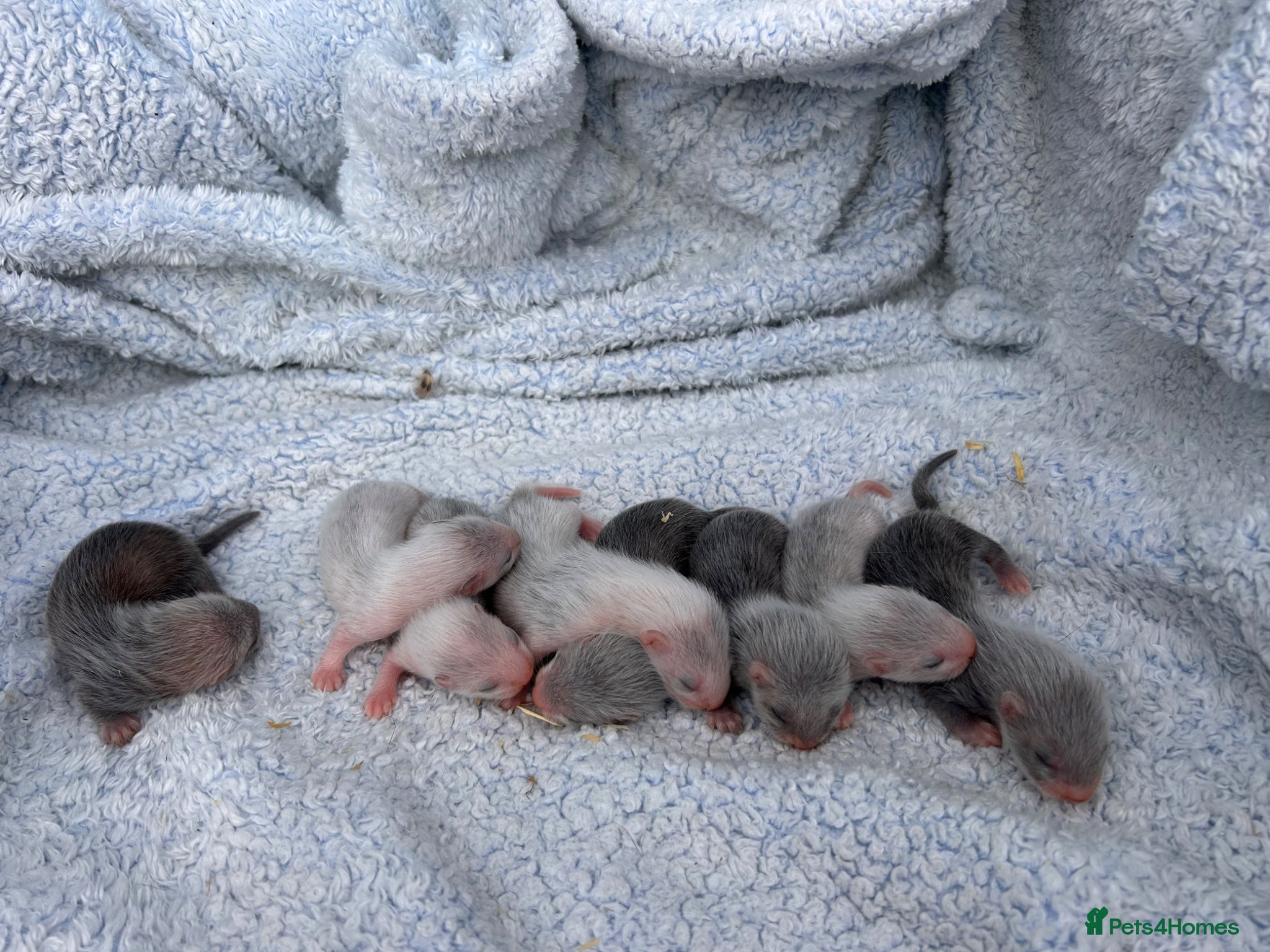 Ferret rodents for sale: Silver/marked semi angora ferrets.Ready in 4/5week - Advert 1