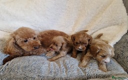 Toy Poodle dogs for sale: Beautiful toy poodle - Image 6