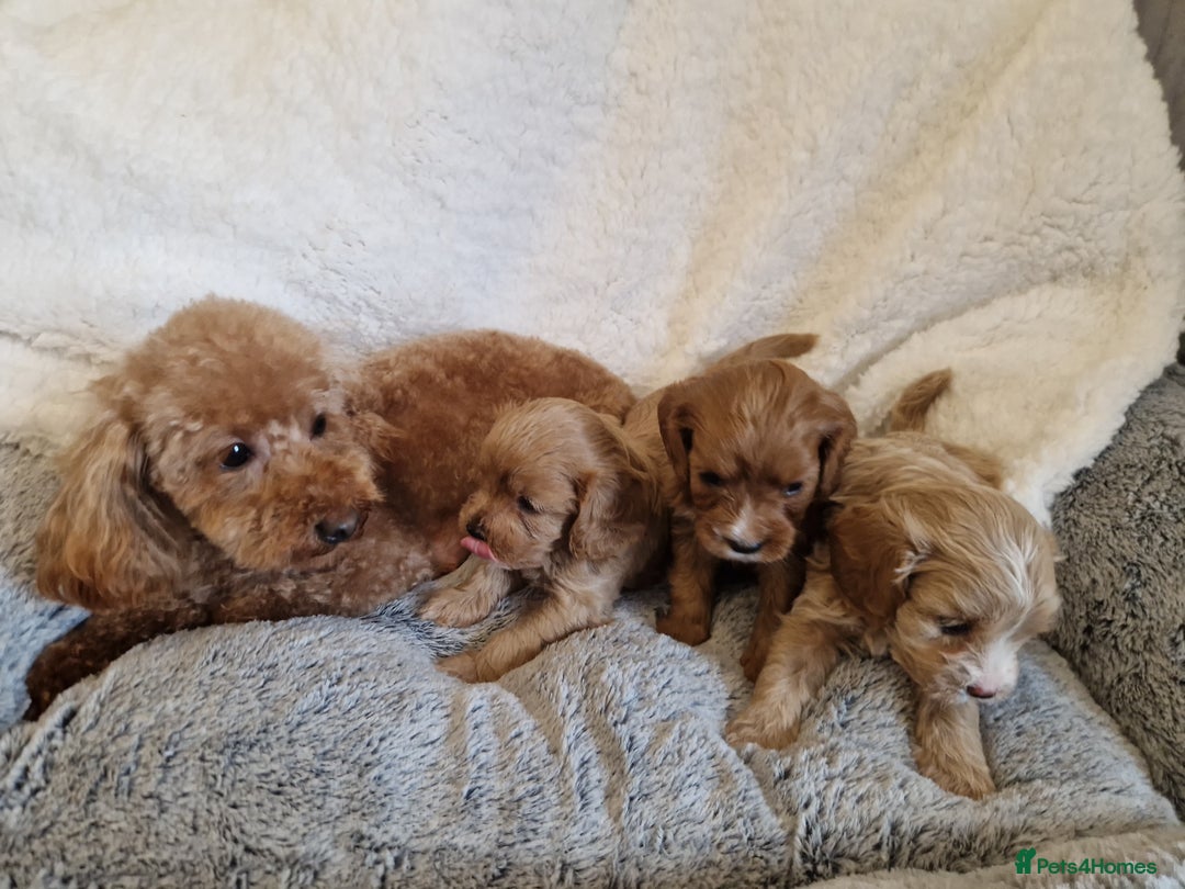 Toy Poodle dogs for sale: Beautiful toy poodle - Image 6