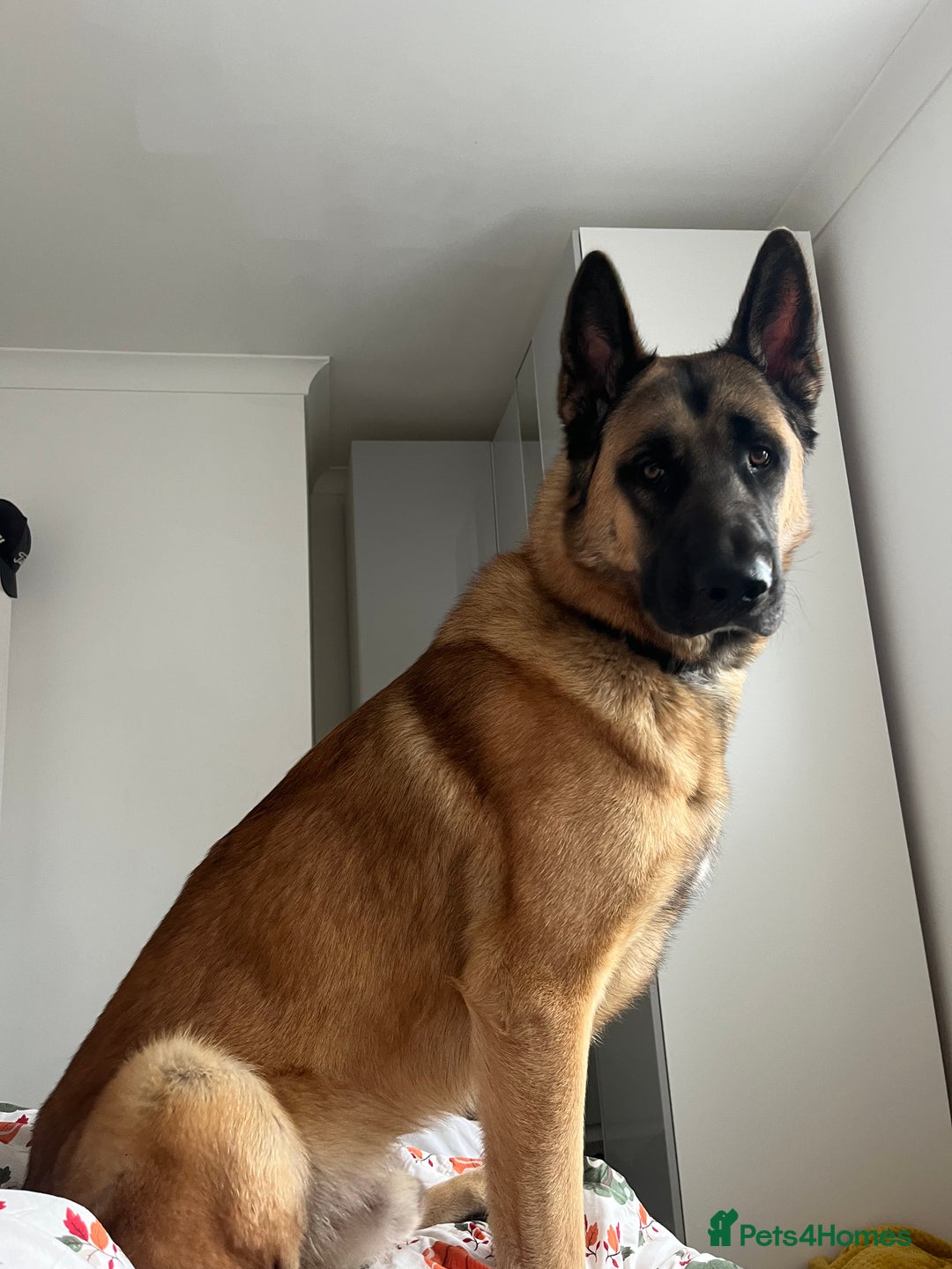 Mixed Breed dogs for sale: Blitz - Advert 3