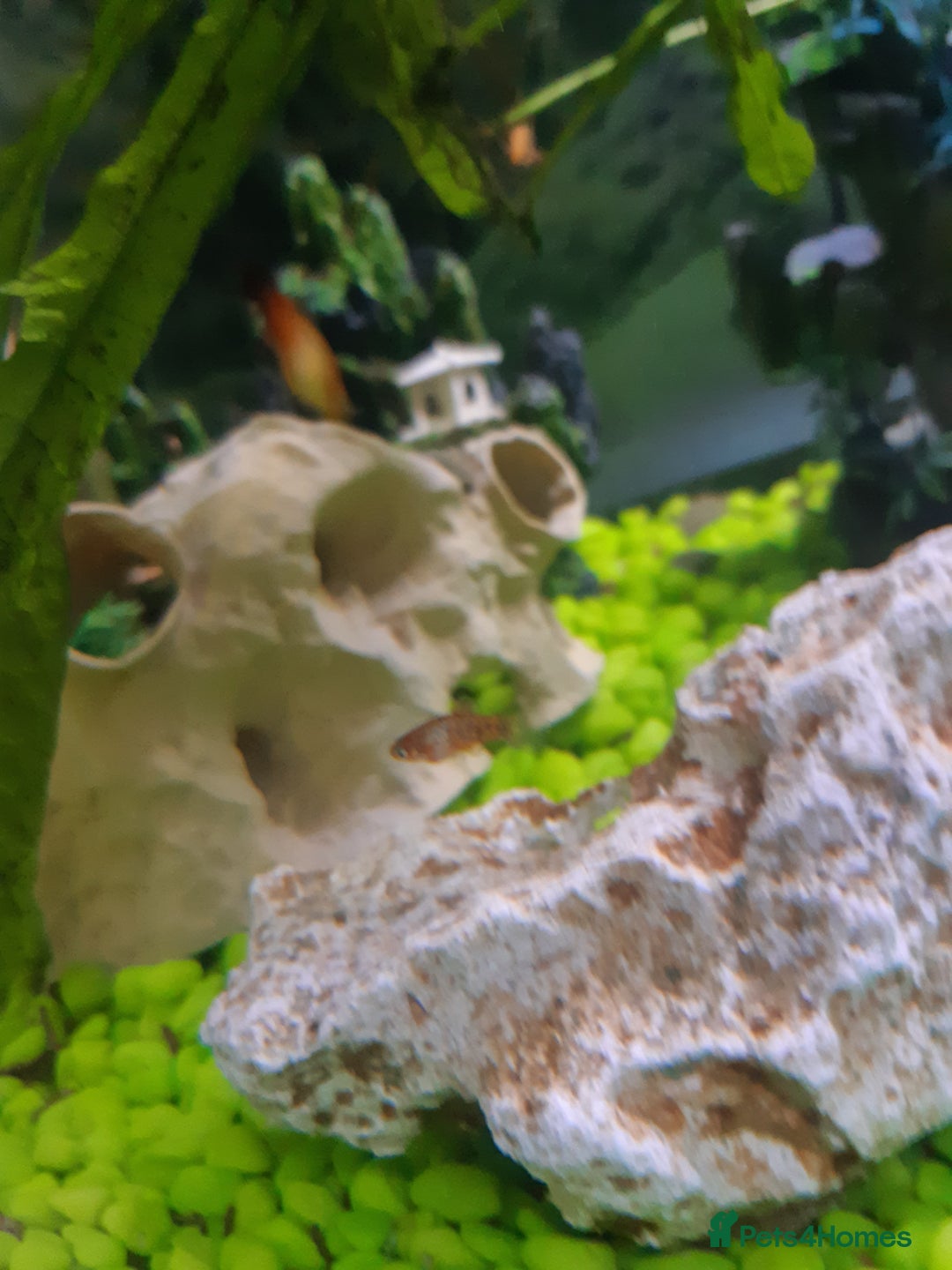 Platies fish for sale: Various sizes of babies  - Advert 6