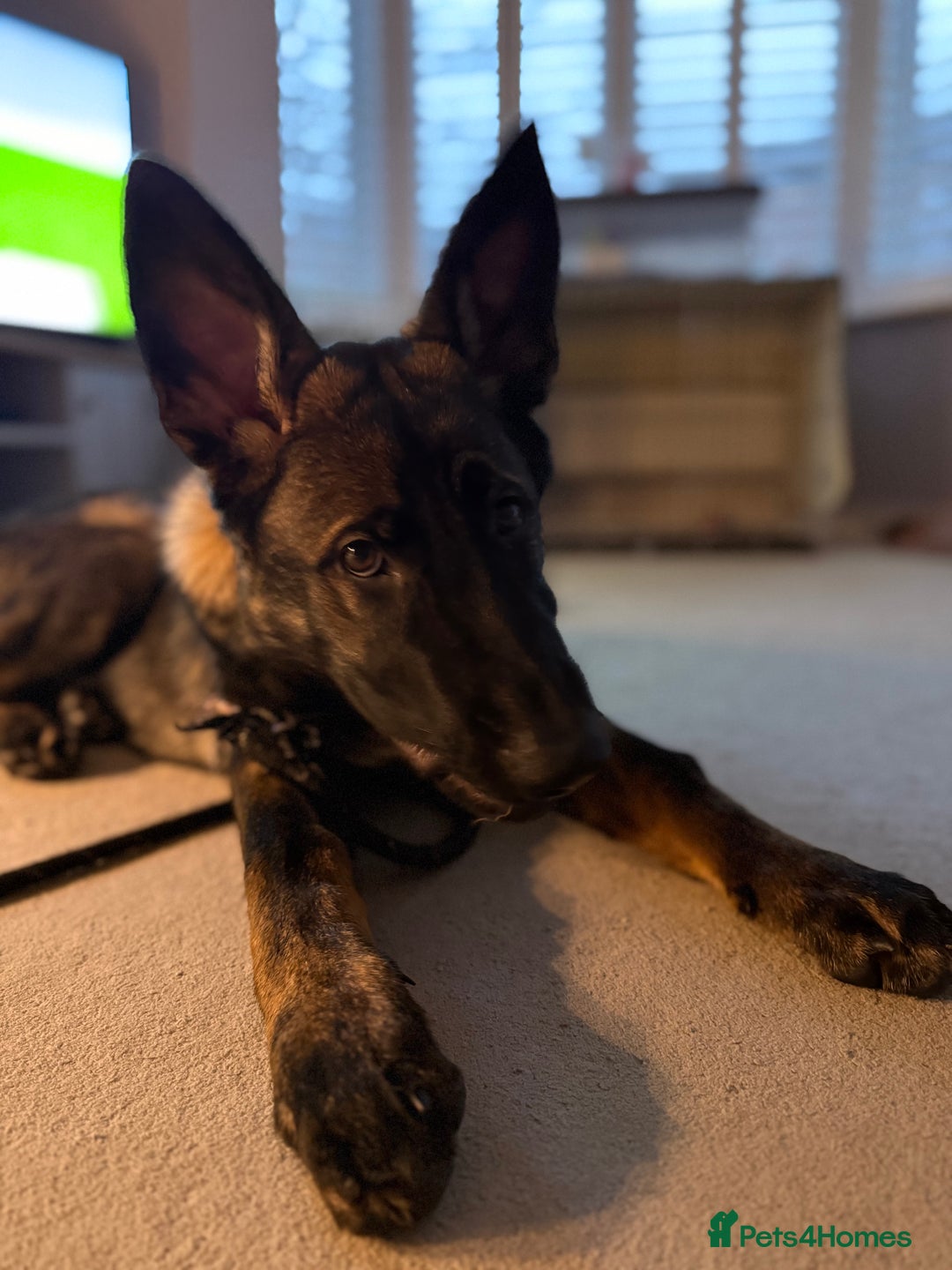 German Shepherd dogs for sale: Stunning Working line German Shepherd - Advert 10