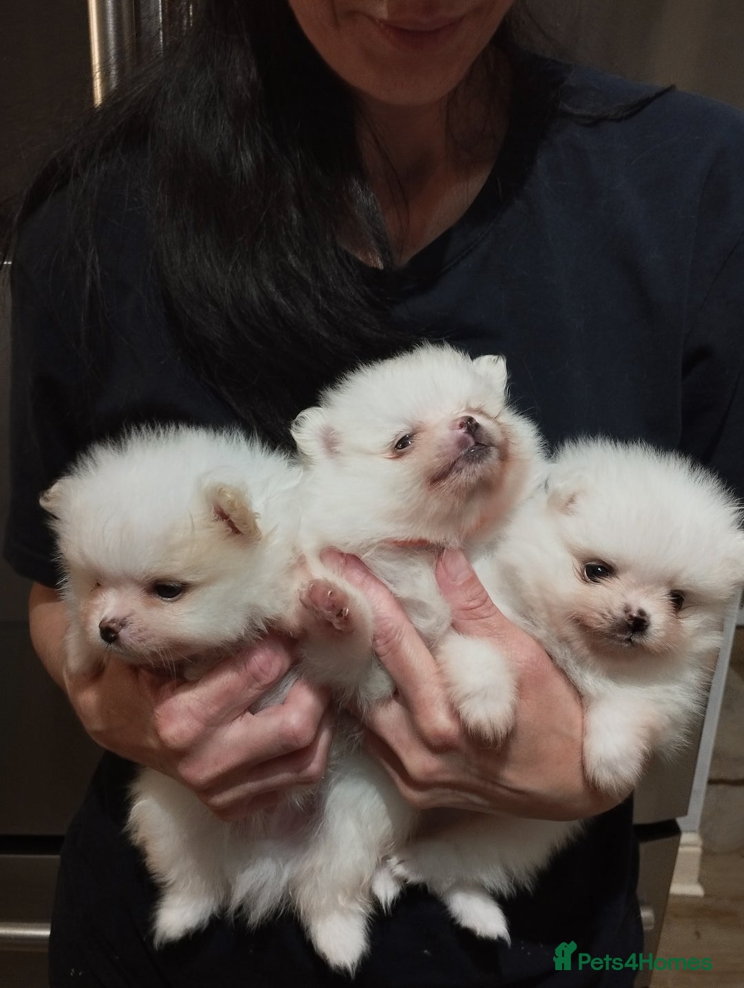 Pomeranian dogs for sale: 💝💝💝High-quality little boys💝💝💝 - Image 8