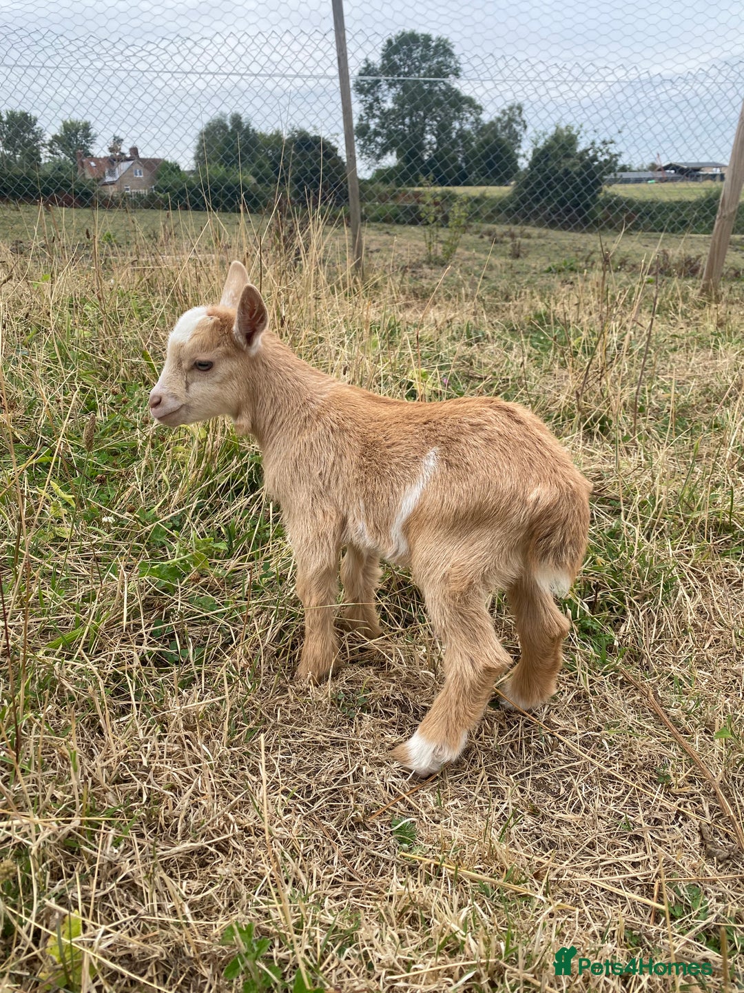 Goats livestock for sale: Castrated male Pygmy goat kids - Image 6
