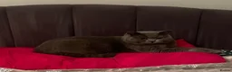 British Shorthair cats for sale: British shorthair kittens - Advert 20