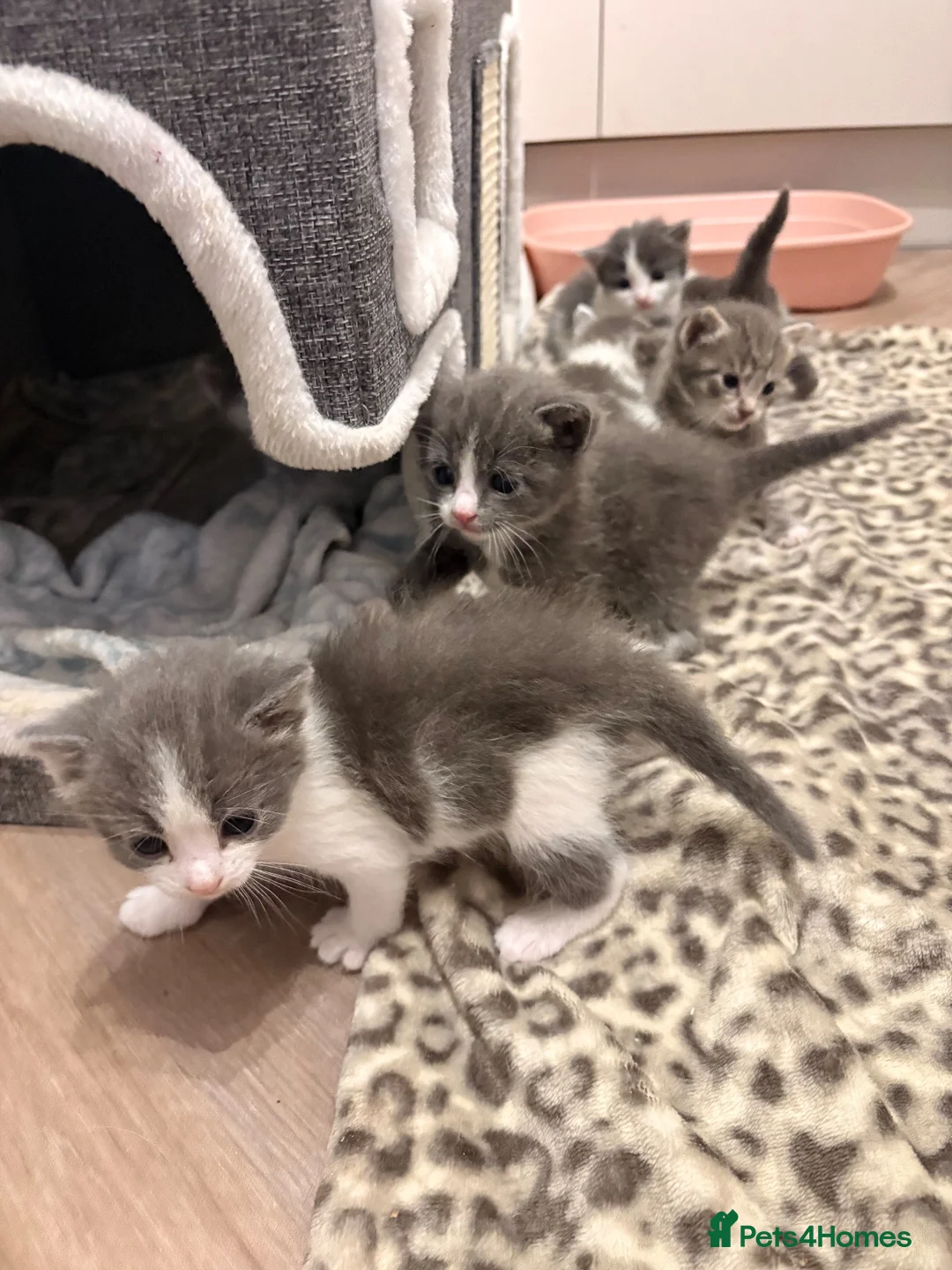 Mixed Breed cats for sale: Beautiful White and grey tabby kittens for sale  in Hailsham - Advert 8