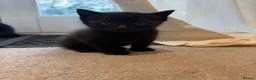 Mixed Breed cats for sale: 2 black kittens available together or separately  - Advert 3