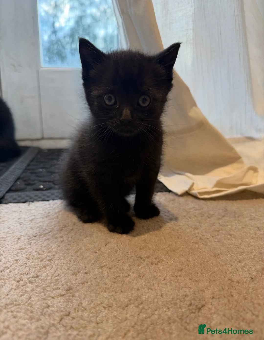 Mixed Breed cats for sale: 2 black kittens available together or separately  - Advert 3
