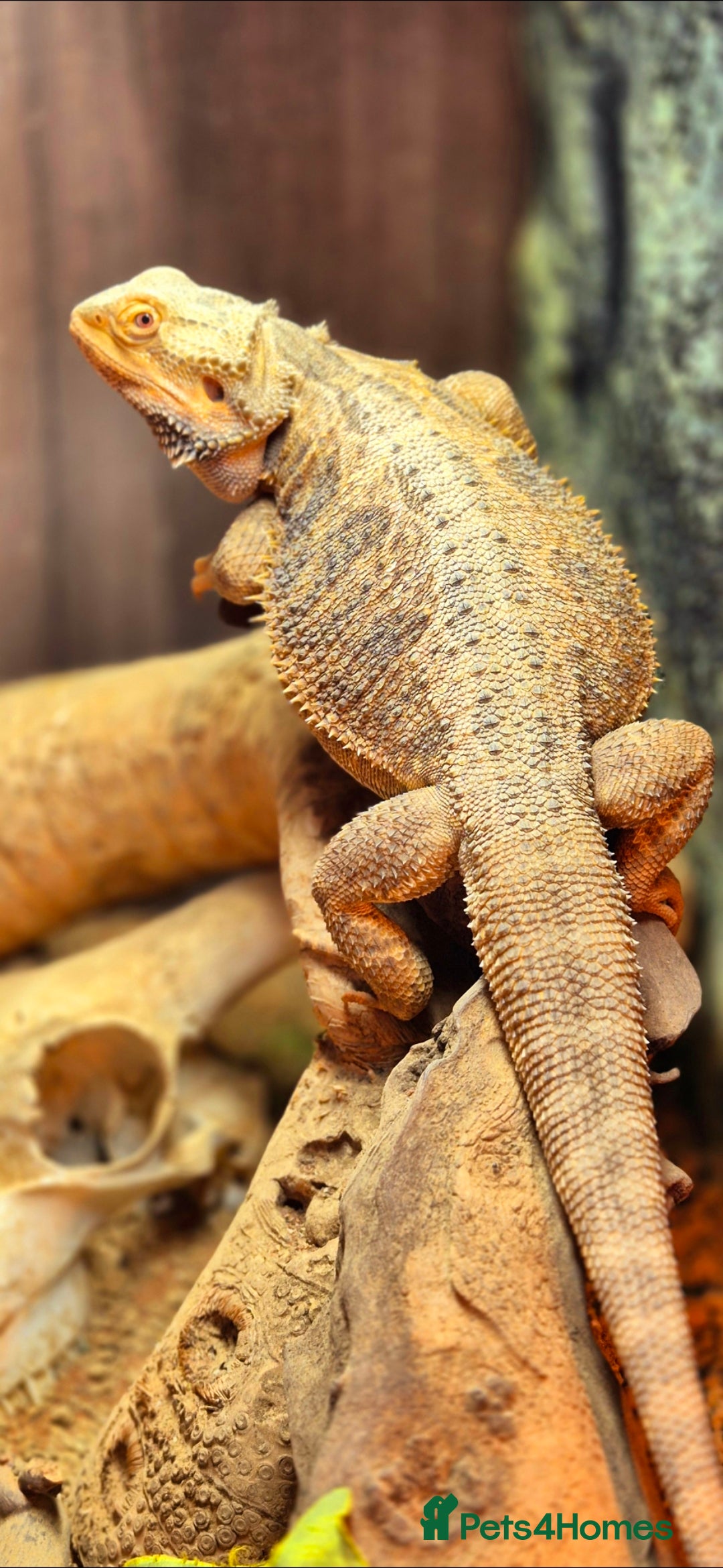 Bearded Dragon reptiles for sale: Full breeding setup  - Image 5