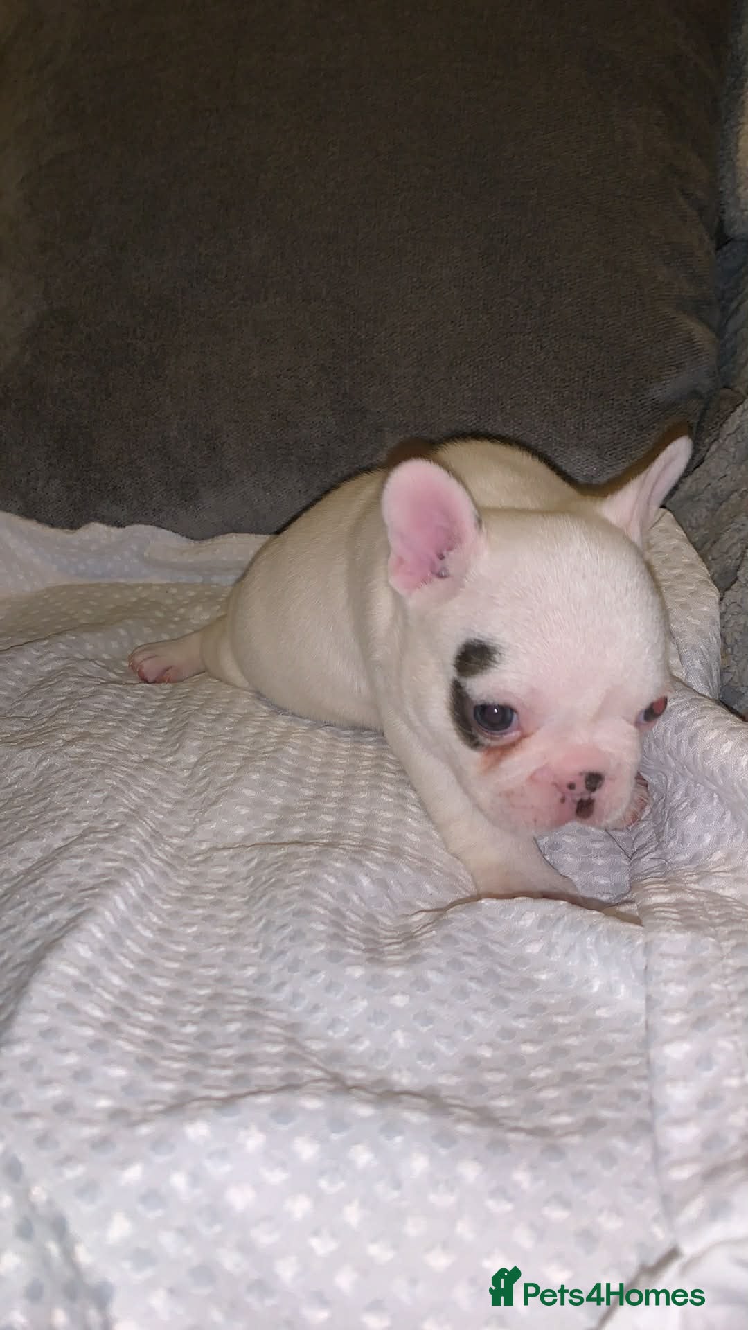 French Bulldog dogs for sale: French bulldog pups - Advert 2