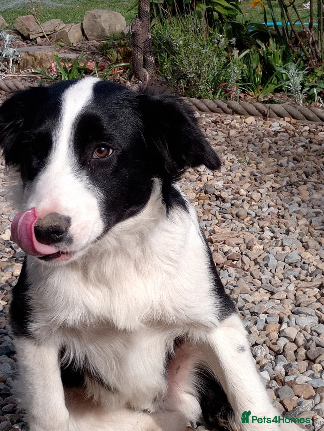 Mixed Breed dogs for sale: Wallace and Flynn - Advert 2