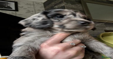 Cockapoo dogs in Wolverhampton - Advert 14