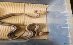 Boa Snake reptiles for sale: Columbian rainbow boa and king snakes - Image 9