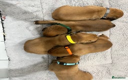 Boxer dogs for sale: Beautiful bob/tailed litter pure boxers  - Advert 10