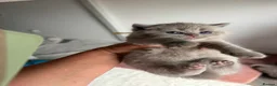 British Shorthair cats for sale: BSH🌟🌟🌟🌟🌟kittens - Advert 14