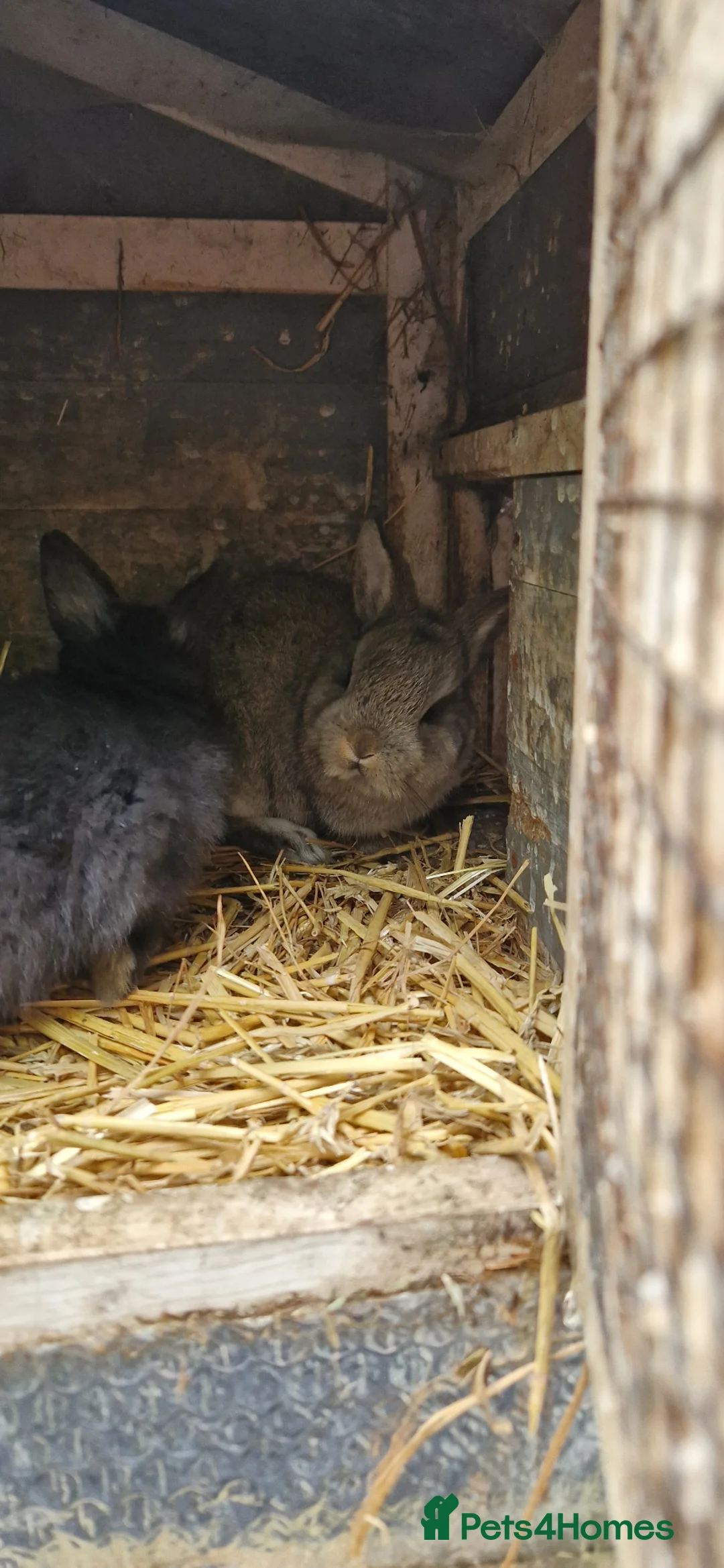Netherland Dwarf rabbits for sale: Cute cheeky little netherland dwarf babies- m & f - Advert 2