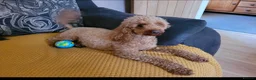 Miniature Poodle dogs for sale: KC registered Health tested Miniature Poodle - Advert 2