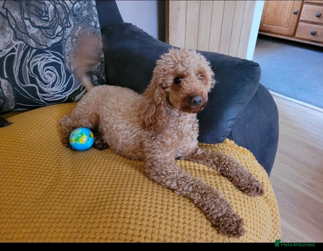 Miniature Poodle dogs for sale: KC registered Health tested Miniature Poodle - Advert 2