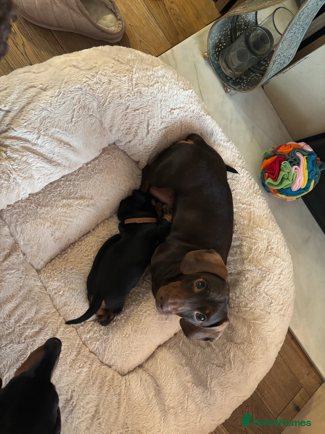 Dachshund dogs for sale: Dachshunds Thelma, Tommy and Tink  - Advert 2
