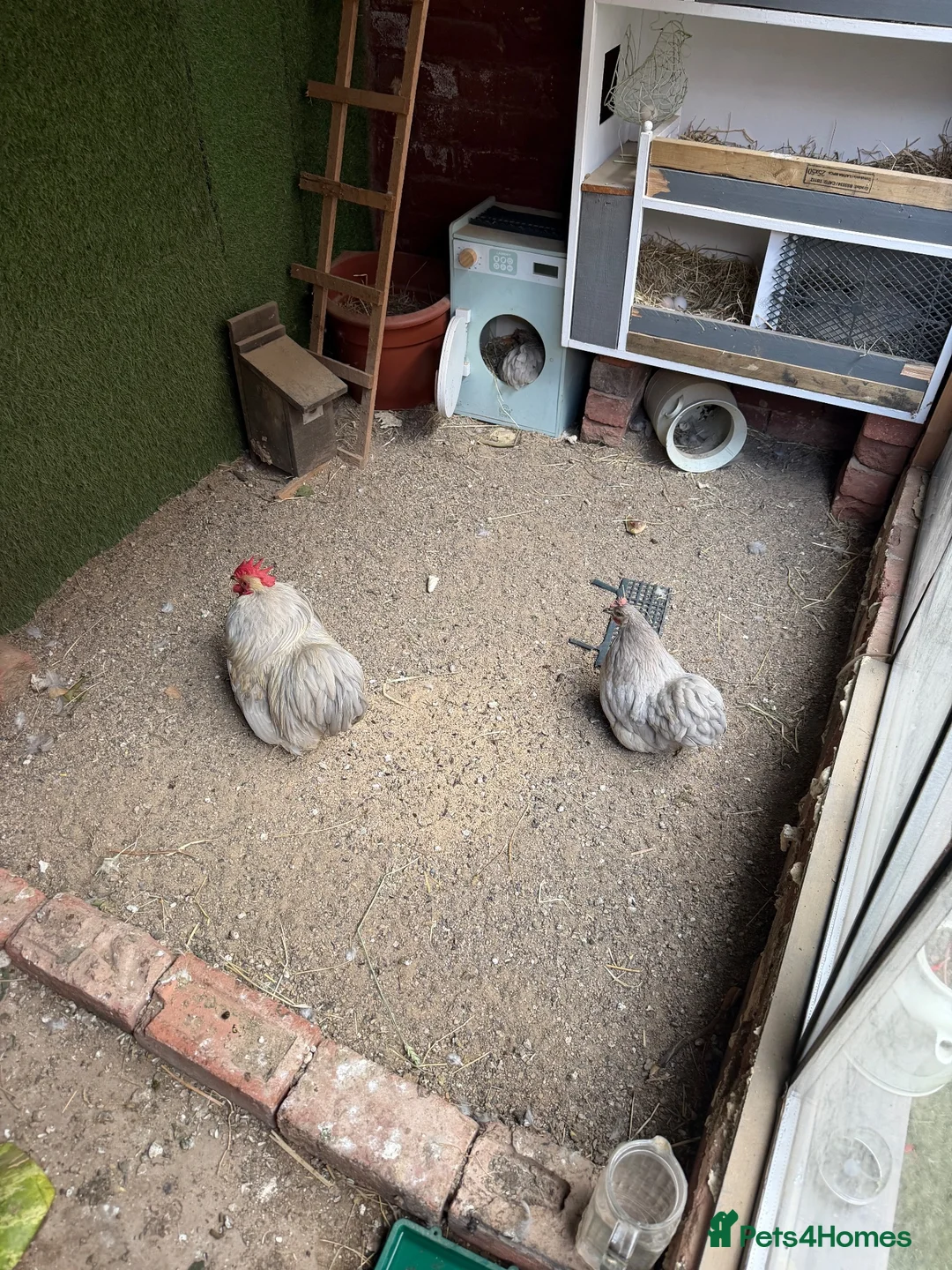 Lovebirds birds for sale:  Pekin Lavandă (Cochin Bantam)  - Advert 2