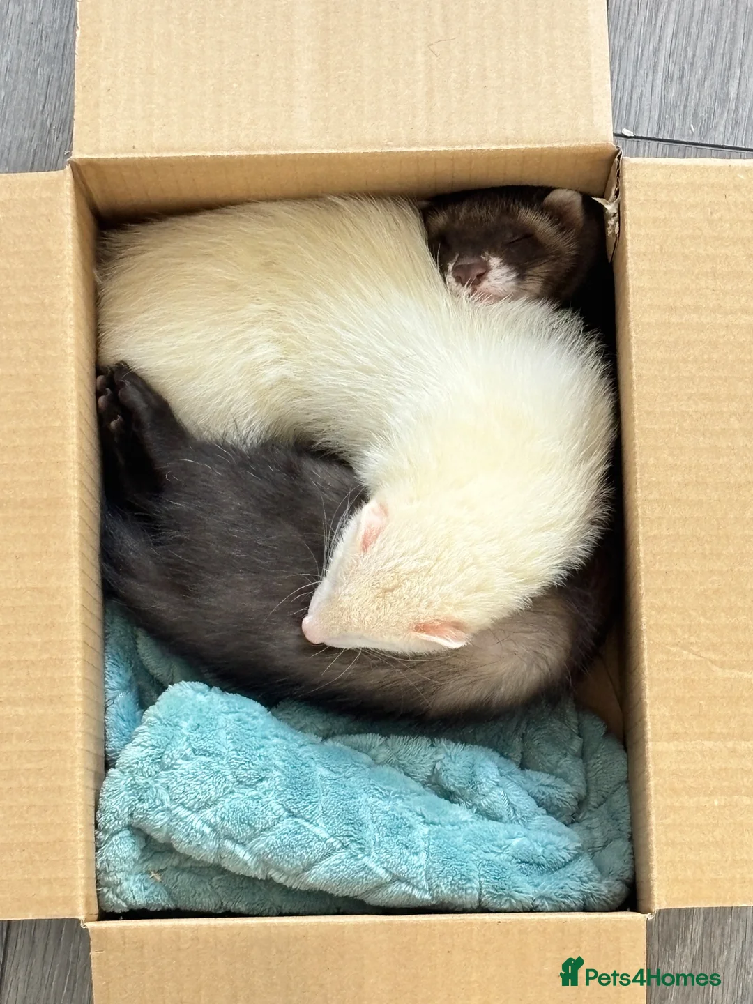 Ferret rodents for sale: x2 Angora Ferrets - Advert 2