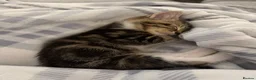 British Shorthair cats for sale: Beautiful cuddly kitten for adoption  - Advert 11