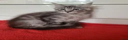 Maine Coon cats for sale: Beautiful Maine Coon Kittens  - Advert 2