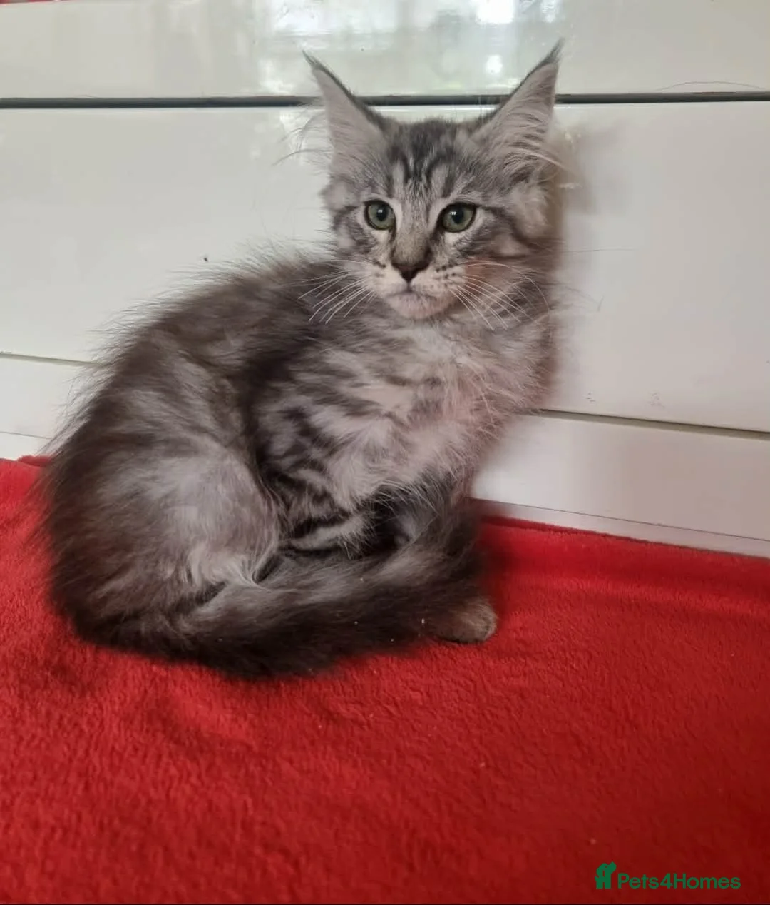 Maine Coon cats for sale: Beautiful Maine Coon Kittens  - Advert 2