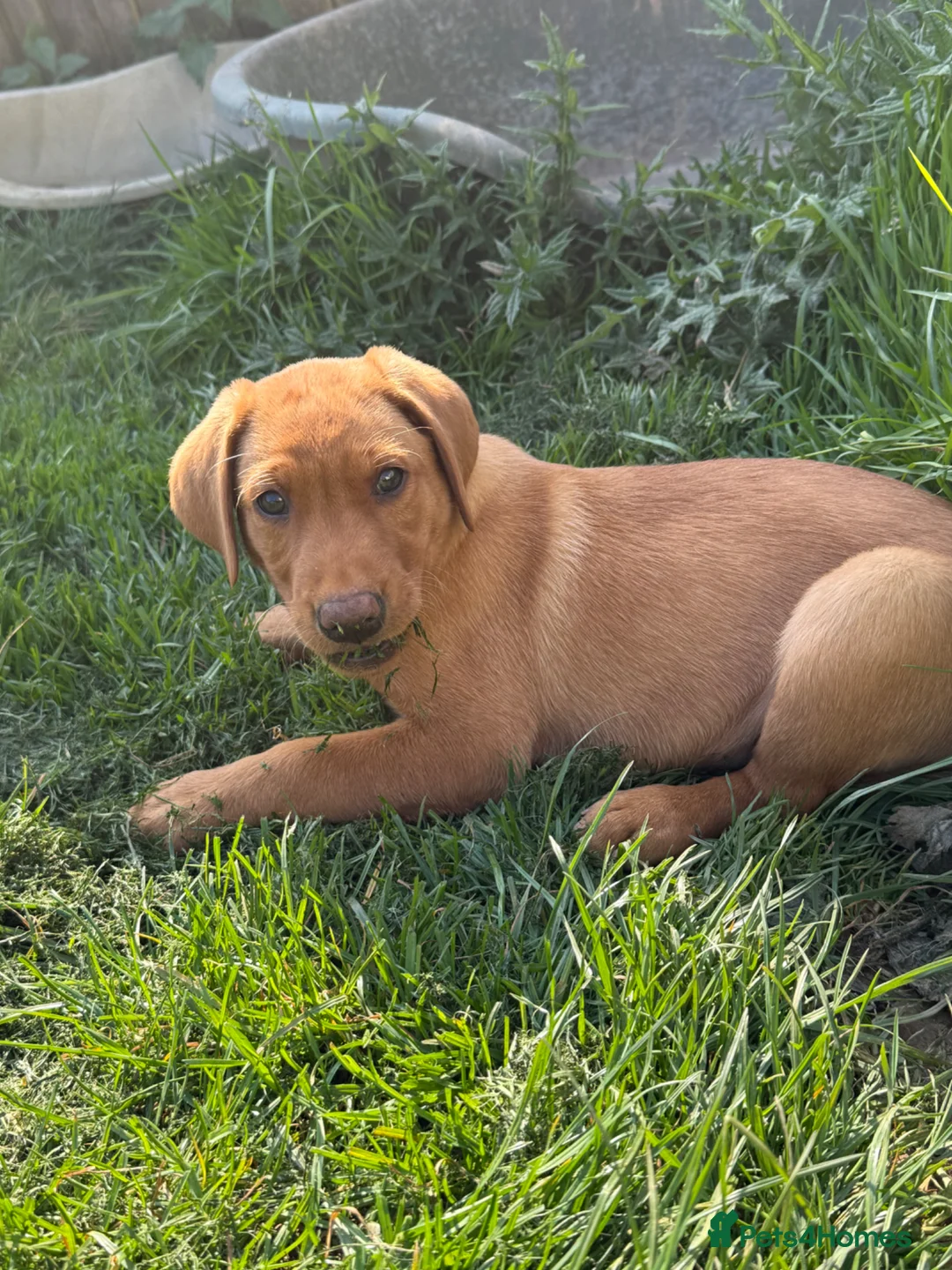 Labrador Retriever dogs for sale: Kc Labrador puppy - Advert 2