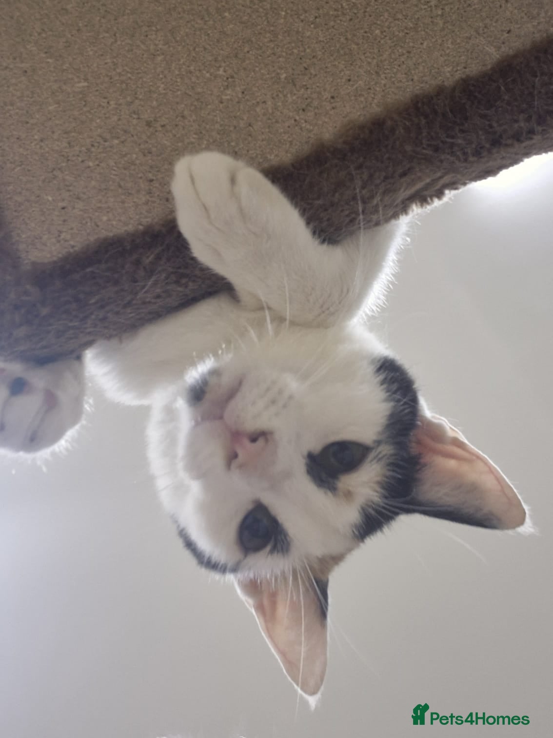 Domestic Shorthair cats Bowie  - Advert 18