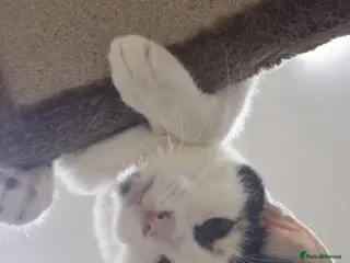 Domestic Shorthair cats Bowie - Advert 18