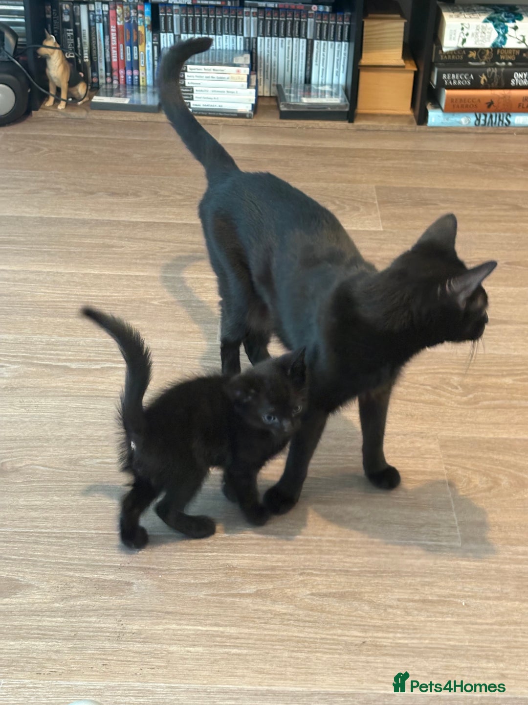 American Shorthair cats for sale: Kittens for sale boys and girls. - Image 4