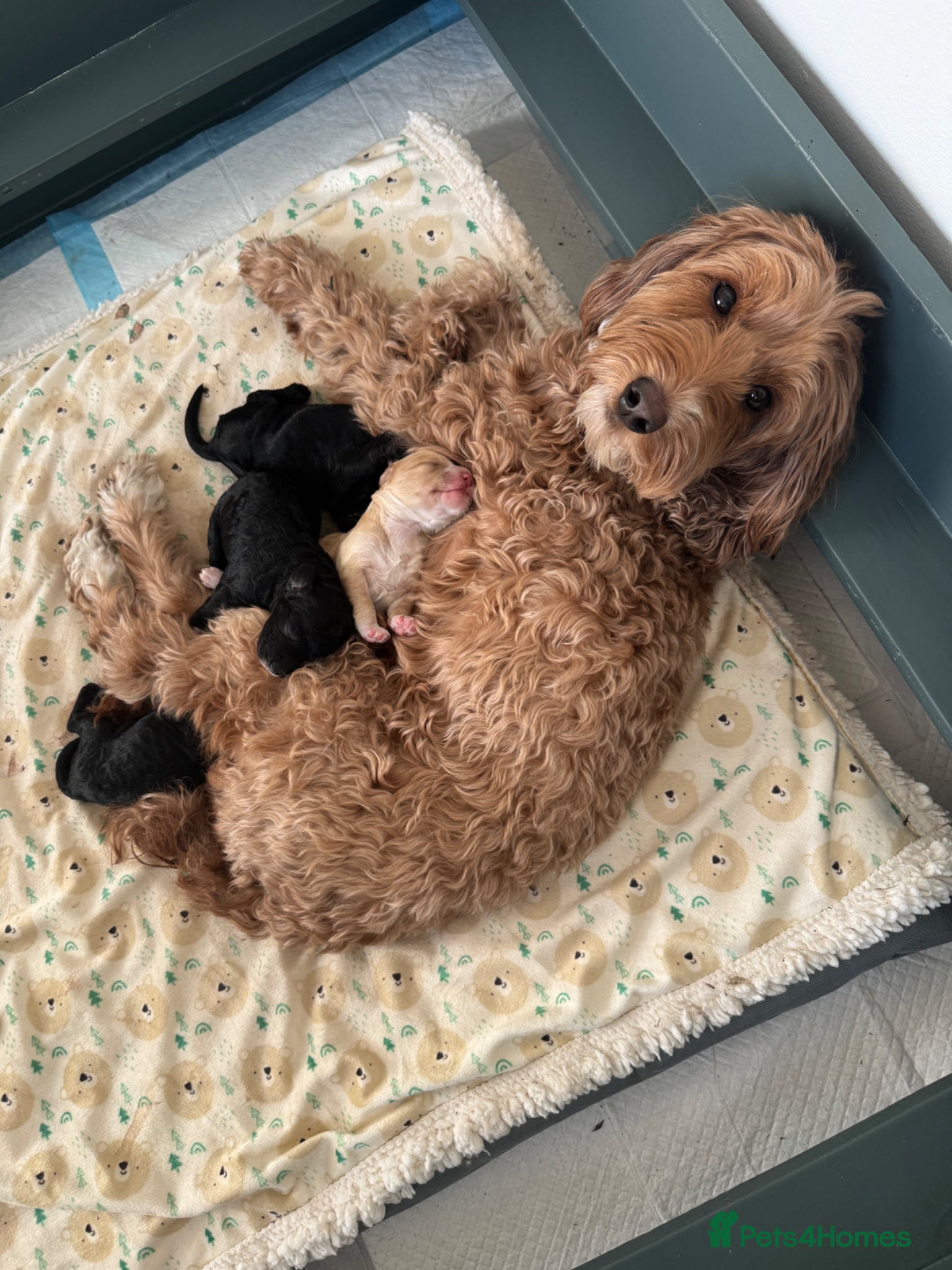 Cockapoo dogs Cockapoo Puppies  - Advert 1