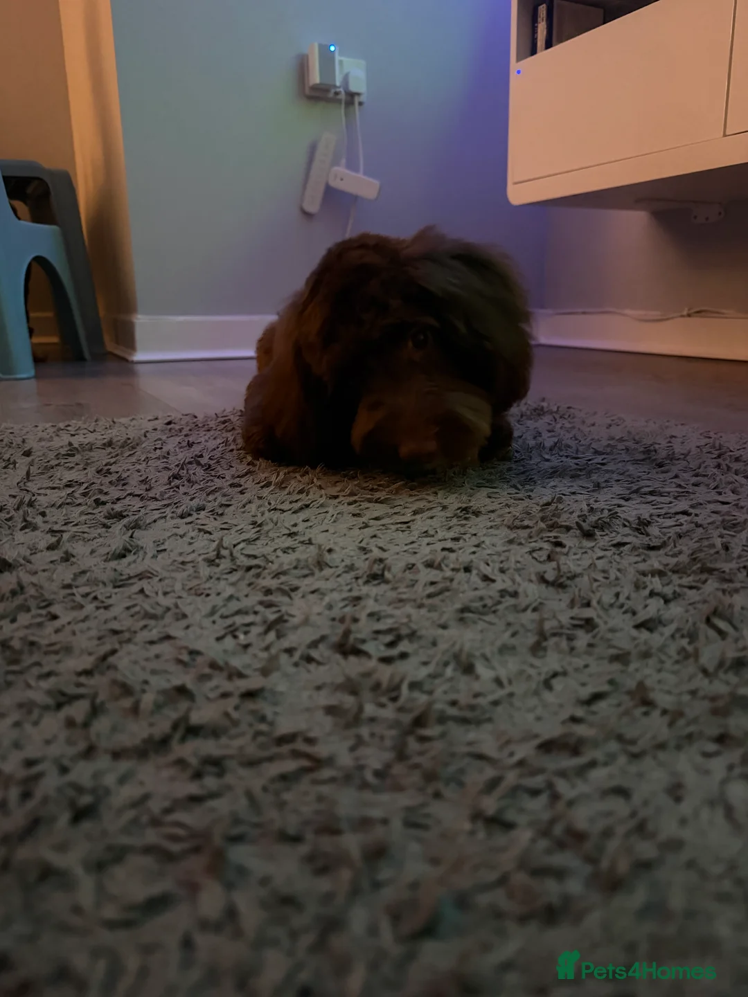 Cockapoo dogs for sale: 6 month old male cockapoo  - Advert 3