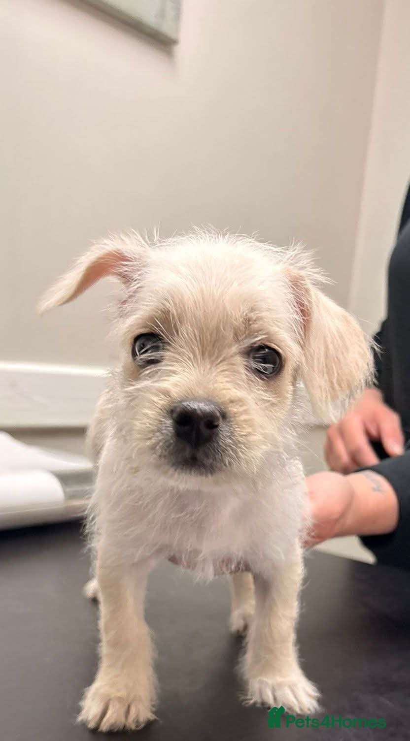 Mixed Breed dogs REDUCED** READY TO GO** - Advert 2