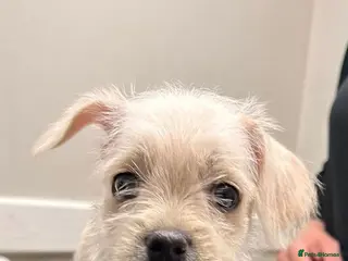 Mixed Breed dogs REDUCED** READY TO GO** - Advert 2