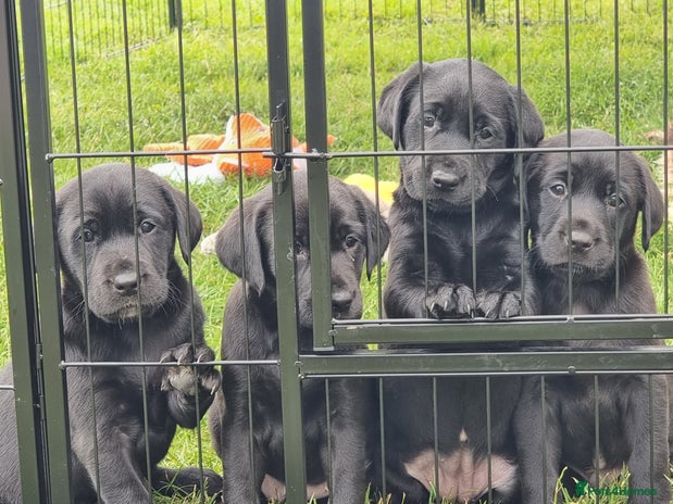 Labrador Retriever dogs - Advert 2