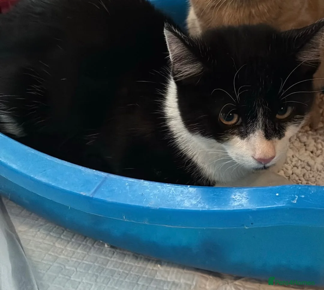 Mixed Breed cats for sale: Male kitten around 5-6monthes - Advert 5