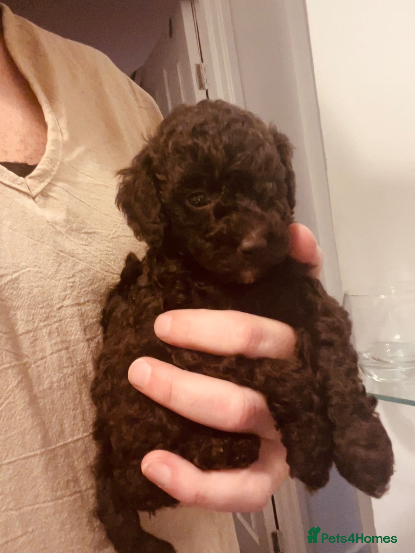 Miniature Poodle dogs for sale: Beautiful miniature poodle puppies  - Advert 1