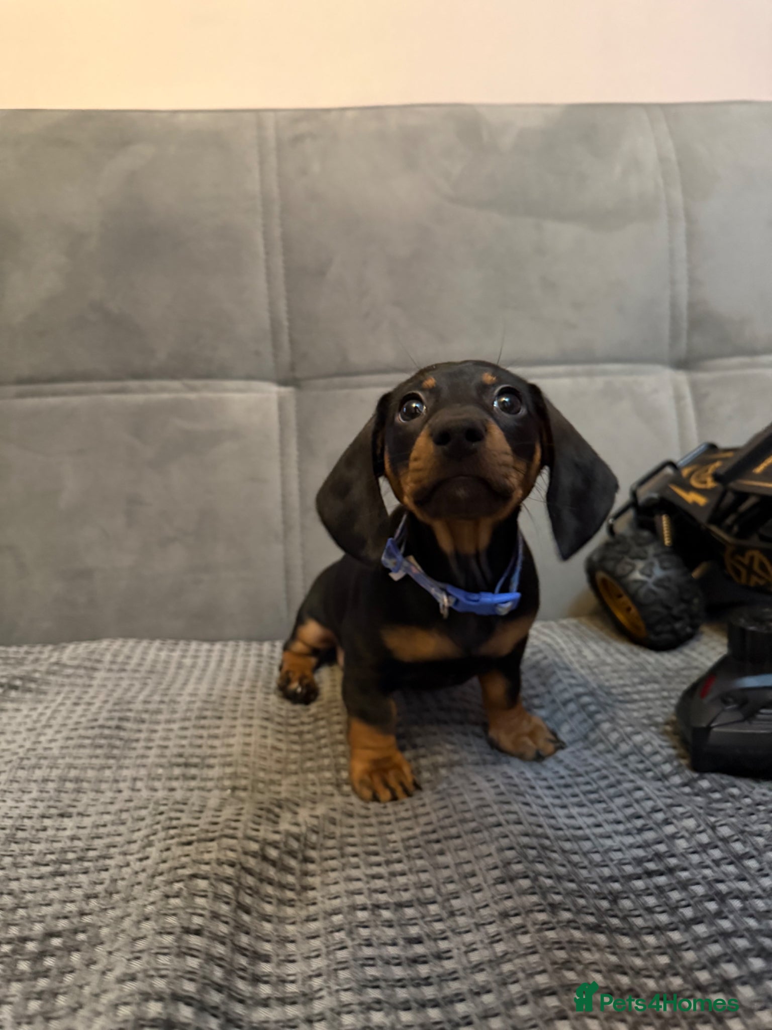 Dachshund dogs Kiki  - Advert 1